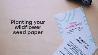 How to Plant Your Seed Paper [upl. by Nylaehs80]