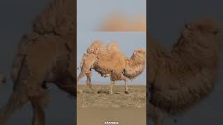 This camel drink water up to 57 liters at once 😮🫨  ytshorts shorts [upl. by Attikin]