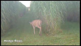 Maple River Farms  Miscanthus as Deer Habitat and Cover [upl. by Burford]