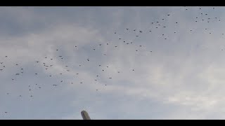 migration palombes 17102023 [upl. by Nylek]