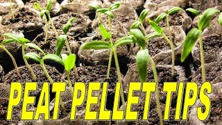 How To Use Peat Pellets To Start Seedlings [upl. by Markos555]