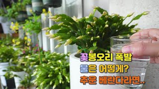 가재발게발선인장 꽃봉오리가 폭발 직전 어떻게 물을 줘야 할까 Schlumbergera truncata [upl. by Most]