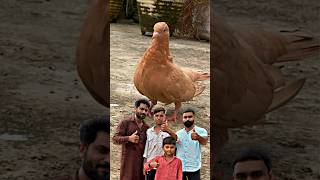 संदली कबूतर खरीद लिया 😍  pigeon kabootar kabootarbazi shortsfeed shorts [upl. by Inanak]