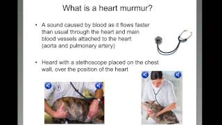 What is a heart murmur [upl. by Larkin]