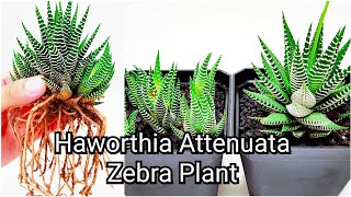 Haworthia Attenuata Zebra Plant Propagation  Subtitles Available [upl. by Arehs]