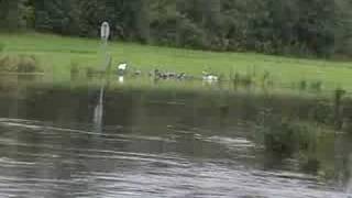 Dallam Angling Stanners pool amp Sankey Canal flood video 05092008 [upl. by Gherardi]