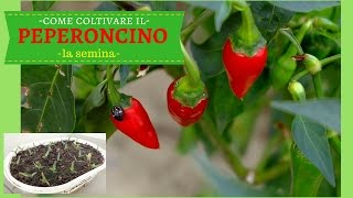 COME COLTIVARE IL PEPERONCINO PICCANTE  La semina in semenzaio [upl. by Mickey544]