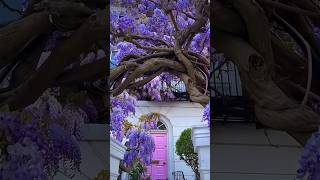 Amazing view of purple wisteria flowers 304 [upl. by Ntsyrk]