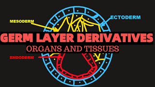 Germ layer derivatives  ENDODERM ECTODERM MESODERM  Organs and tissues [upl. by Devlen]