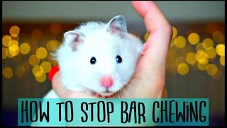 HOW TO STOP HAMSTER BAR CHEWING 🐹 [upl. by Aloibaf293]