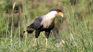 Northern Crested Caracara in Mexico [upl. by Felisha551]