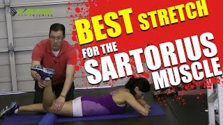 Best Stretch for the Sartorius Muscle [upl. by Oiliruam]