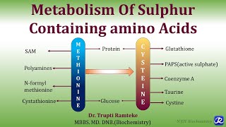 13 Metabolism of Methionine amp Cysteine  Amino Acids Metabolism Biochemistry  NJOY Biochemistry [upl. by Llenaj135]