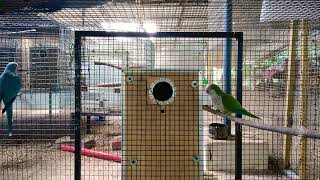 Monk parakeet breeding Psittacidae quaker parrot [upl. by Narba523]