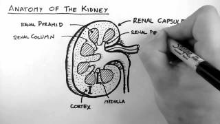 Renal Anatomy 1  Kidney [upl. by Niggem]