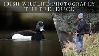 Water Bird Photography  Tufted Duck Irish Wildlife [upl. by Noonan]