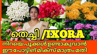 ThechiIxora💚🌿 plant careEasiest way to grow Ixora plants🔥Powerful Potting Mix TipsSalu koshy [upl. by Wyly451]