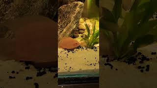 RED SPOTTED SEVERUM love fish beautiful cichlid mattyfish33 [upl. by Seana]