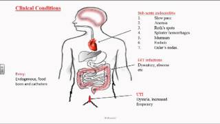 Enterococcus or Group D Streptococci [upl. by Coffee]