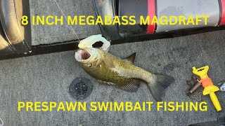 Big Bass Biting Fishing The Megabass Magdraft Swimbait During The Prespawn Season [upl. by Essy]