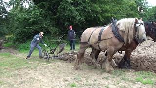 Ein starkes Gespann  Gespannpflügen  Plowing with Horses [upl. by Arebma425]