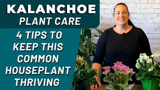 Best Tips for KALANCHOE Plant Care  How Professionals Care For Their Kalanchoes [upl. by Rube]