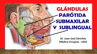 🥇 ANATOMÍA DE LA GLÁNDULA PARÓTIDA SUBMAXILAR Y SUBLINGUAL Fácil Rápido y Sencillo [upl. by Haym297]