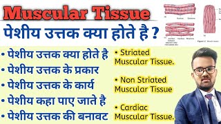 Muscular Tissue in hindi  Skeletal Muscle  Types of Muscular Tissue  Structure of Muscular Tissue [upl. by Eniawd]