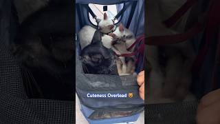 How adorable are they Wow made my DAY 😺❤️ viralvideo cats catsvideo trending kitten cute [upl. by Konstance]