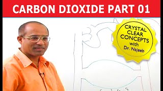 Carbon Dioxide Transport  Respiration amp Gas Exchange  Part 16 [upl. by Glynas]