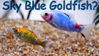 Sky Blue Goldfish plus Translucent looking fry [upl. by Ronica]