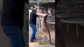 Hilarious encounter with a Kangaroo ❤️shorts [upl. by Dorreg]