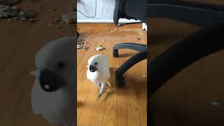 Cockatoo Creates Mess on Floor  1511019 [upl. by Rizan]