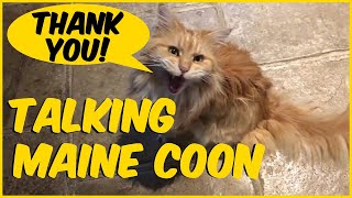 Maine Coon Talking [upl. by Marylou]