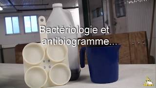 Santé du pis Test CMT bactériologie et antibiogramme [upl. by Hagep]