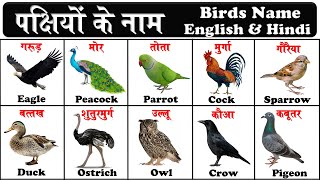 Birds name in english and hindi with pictures and pdf  पक्षियों के नाम  pakshiyon ke naam [upl. by Nonnad831]