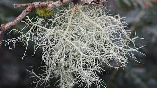 What are the benefits of Usnea [upl. by Hama173]