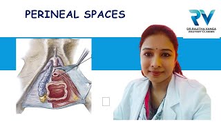 Superficial amp Deep Perineal Spaces by Dr Rajitha Vanga [upl. by Asnarepse]