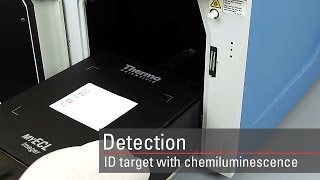 Detect your target proteins using chemiluminescent Western blot substrates [upl. by Chery]