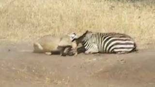 Zebra amp Lion FIGHT TO THE DEATH [upl. by Heck]