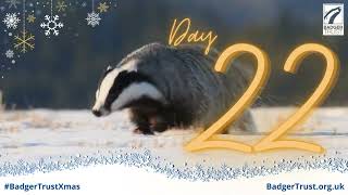 Badger Trust Badger Advent Day 22 2023 [upl. by Muna101]