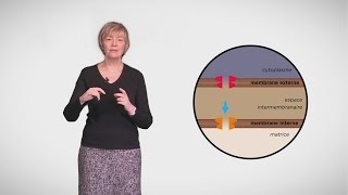 MOOC côté cours  Apoptose  les acteurs [upl. by Kowatch318]