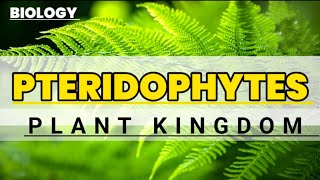 Pteridophyte  General characters  Educational info  Biology [upl. by Nnylear]