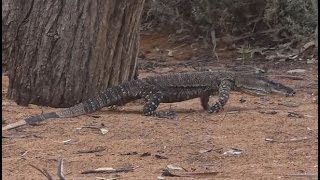 Big Goanna Lace Monitor Lizard roaming around the Australian bush [upl. by Ruzich]