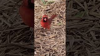 Watch Fall Northern Cardinal nature northerncardinal [upl. by Anaujd]