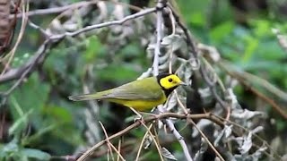 Bird Watching Fall Warblers Central Park NYC [upl. by Eiramllij]