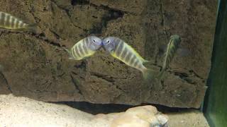 Tropheus brichardi Ujiji males fight  PISCES [upl. by Mccollum457]