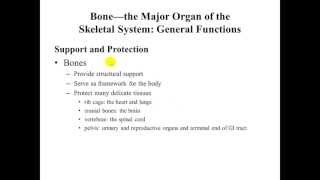 Basic Skeletal System Structures and Functions [upl. by Arrehs822]