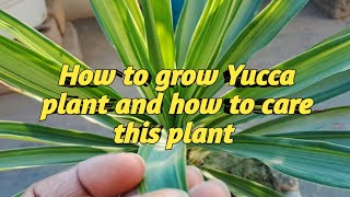 Yucca plant care and propagation  gardening plantlife youtube [upl. by Agueda]