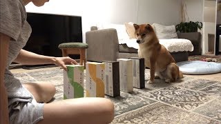 な〜んだ、押すだけ？ほれっ。学習能力の高いゆきちゃん。 Dont push the box without my cue 柴犬ゆき Shiba inu Yuki [upl. by Lennon5]